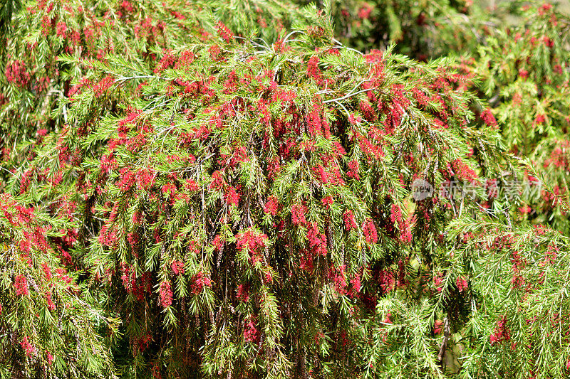 水芹/垂瓶刷:常绿灌木，有下垂的枝和密集的红色穗状花序